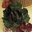 SUTTONS SEEDS: Radicchio Palla Rossa Bella Seeds (900 seeds)