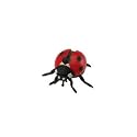 Coccinelle