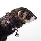 MARSHALL FERET BEL COLLAR PURP