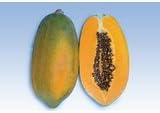 Red Queen F1 Hybrid Papaya Seeds 10 Seed Pack by OrganicSeedSupply
