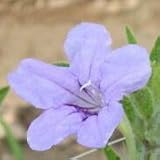 Ruellia humilis (Wild Petunia) - Bulk Wildflower Seeds