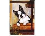 Boston Terrier