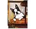 boston terrier - Boston Terrier
