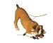 Boxer Fawn UC Christmas Holiday Ornament Sandicast