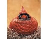 Curt/Cardinal Portly Large