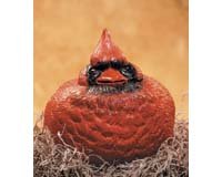 Childrens Toyshop  Toys : Curt/Cardinal Portly Large
