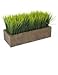 Hard Red Wheat - 1 Lbs - Excellent For Growing Wheatgrass to Juice, Food Storage, Grinding to Make Flour & Bread, Grain, Ornamental Wheat Grass, and Sprouting Seed