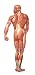 Human Musculature Chart