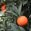 Red Valencia Orange Tree