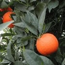 Red Valencia Orange Tree