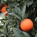 Red Valencia Orange Tree
