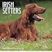 Dog Breeds Irish Setters Calendar
