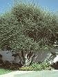 Olive Tree One Gallon Plant