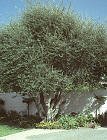 Fruiting Olive - One Gallon