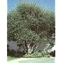 Fruiting Olive - One Gallon