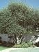 Olive Tree One Gallon Plant