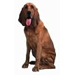 Bloodhound Dog Die-Cut Photographic Magnet