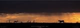 Lion Hunting, Masai-Mara, Kenya Subject Art Poster Print by Michel & Christine Denis-Hout, 24x8