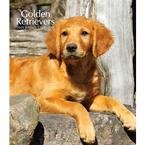 Golden Retrievers 2009 Hardcover Weekly Engagement Calendar