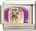 yorkshire terrier - Clearly Charming Yorkshire Terrier Italian Charm