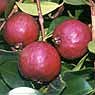 Strawberry Guava Tree Five Gallon
