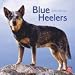 Blue Heelers 2010 Wall Calendar