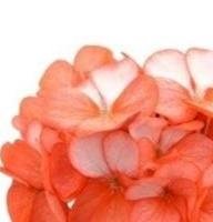 Geranium - Horizon Orange Ice - 10 Seeds Geranium - Horizon Orange Ice - 10 Seeds