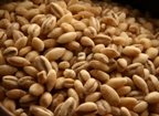 Barley, Hulled, Organic, 5# Bulk