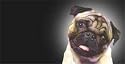 Airbrushed License Plate - Dog License Plate - Pug - #981