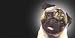 Airbrushed License Plate - Dog License Plate - Pug - #981