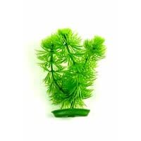 Aquascaper Hornwort Plant 5 by ROLF C HAGEN
