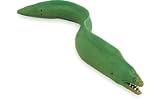 Moray Eel