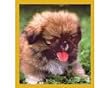 Pekingese Puppy Fridge Magnet