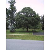 Fast Growing Royal Empress Paulownia Trees- Our Trees Were Part of
an Environmental Gift Basket That Were Handed Out At the Oscars,
& Were Featured on the Oprah Winfrey Show! Give the Gift That
Lasts a Lifetime!