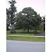 All Products : Fast Growing Royal Empress Paulownia Trees- Our Trees Were Part of an Environmental Gift Basket That Were Handed Out At the Oscars, & Were Featured on the Oprah Winfrey Show! Give the Gift That Lasts a Lifetime!