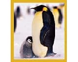 Penguin With Baby