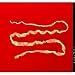 Dog Tapeworm - Preserved