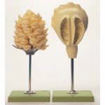 Scotch Pine Model (SOMSO®)