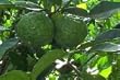 Kaffir Lime Tree Five Gallon