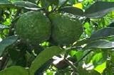 Kaffir Lime Tree Five Gallon