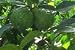 Kaffir Lime Tree Five Gallon