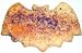 Scott's Cakes Purple and Orange Bat Sugar Cookie in a Decorative Large Tin