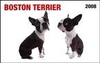 Boston Terrier In Your Face! 2008 Wallet Calendar - Dog Calendars