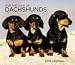 dachshund21 - Dachshunds 2010 Deluxe Wall Calendar