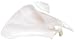 3B Scientific A45/4L Plastic Left Scapula Model