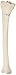 3B Scientific A35/3L Left Tibia Model