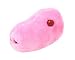 Giant Microbes - Swine Flu (Influenza A virus H1N1) - Plush Toy