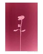 The Rose of The Little Prince Emerging Artists Photographic Poster Print by eva luspay, 8x10