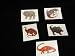 Toys : Dinosaur Tattoos Assorted 72 pc