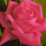 ¥Ð¥éÂçÉÄ¡¡¥¦¥£¡¼¥¯¥¹¥í¡¼¥º¡¡¥Ï¥¤¥Ö¥ê¥Ã¥É¥Æ¥£¡¼ ¥ß¥¹¡¡¥ª¡¼¥ë¥¢¥á¥ê¥«¥ó¡¡¥Ó¥å¡¼...